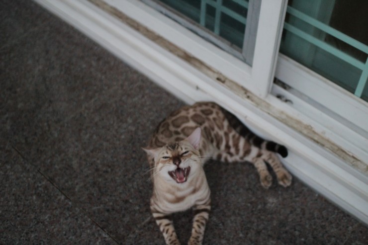 실밍크 뱅갈고양이 영웅이 잘 생겼네~ 관련 이미지 5