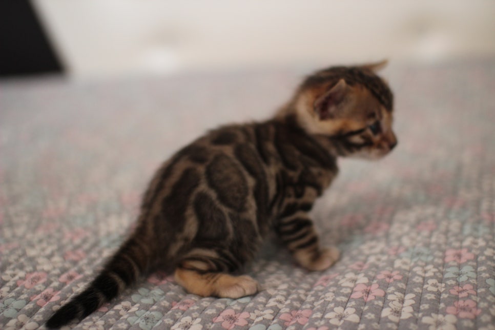 브라운 남아,여아 분양합니다~ 관련 이미지 1