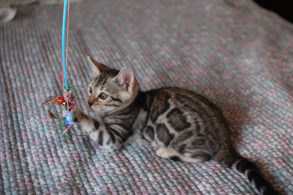 브라운,실버뱅갈고양이 여아 두아이 분양해요~ 관련 이미지 7