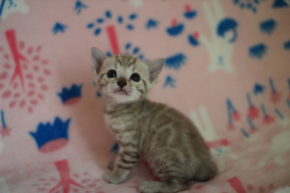 스노우뱅갈고양이 분양은 소유가 최고지! 관련 이미지 20