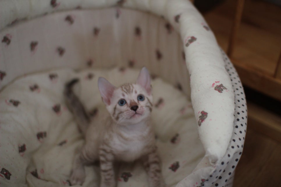 뱅갈고양이분양 요정 같나요? 관련 이미지 8