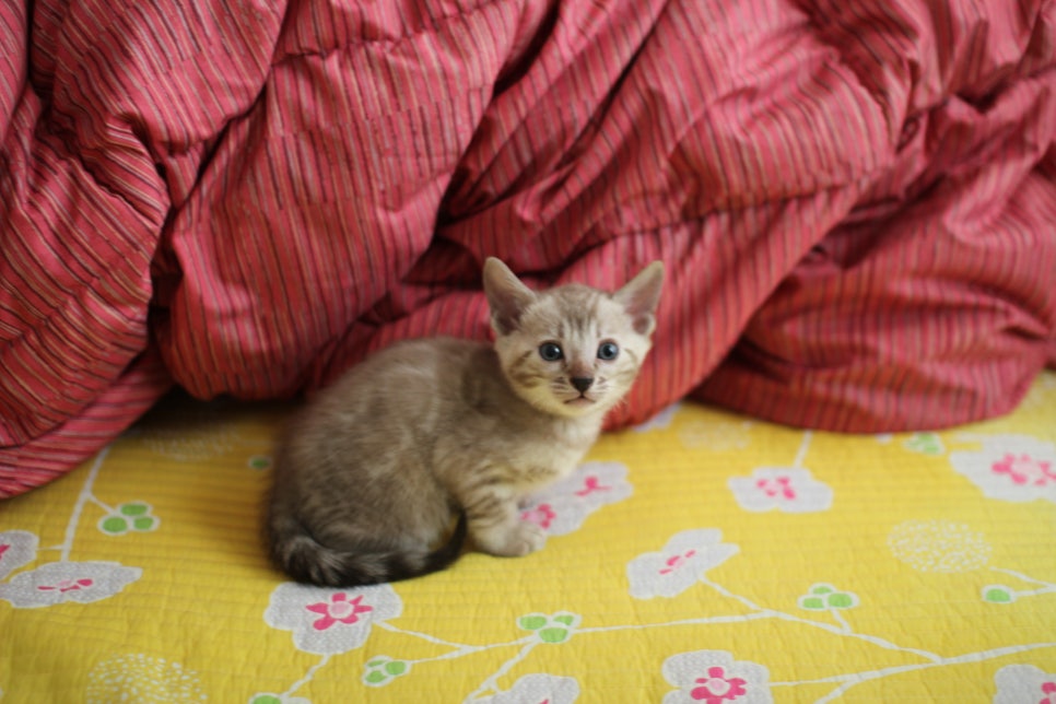 실밍크뱅갈고양이 남아 분양중 입니다~ 관련 이미지 4