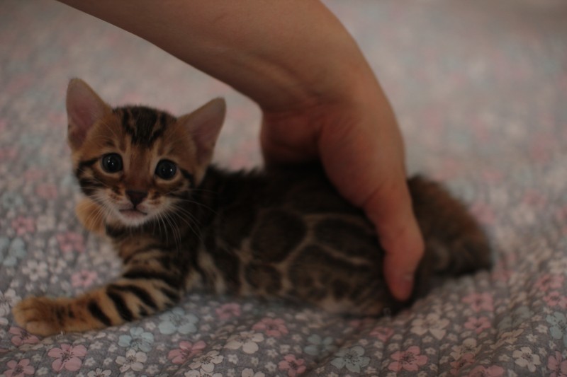 뱅갈고양이분양 초미묘들 등장이요 관련 이미지 7