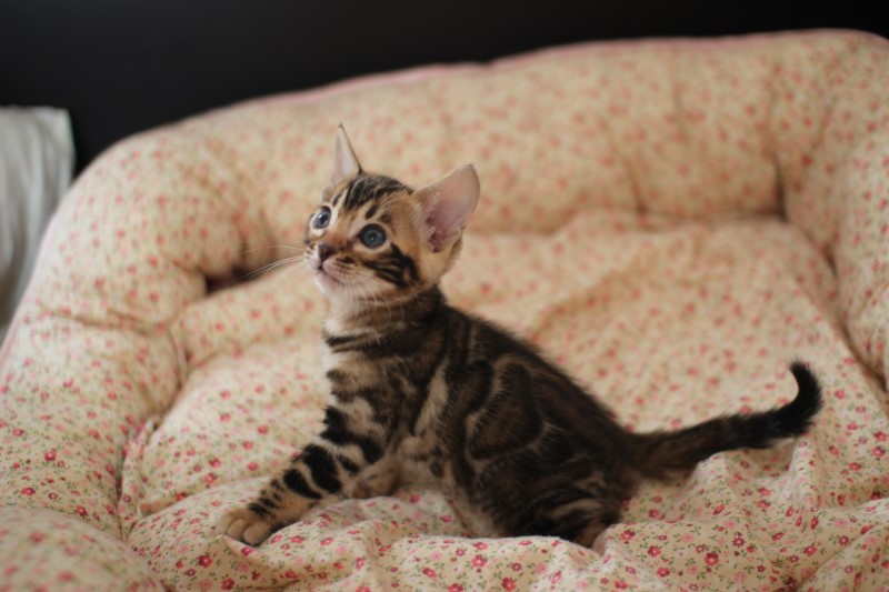 분양중인 뱅갈고양이 장군이 성장 모습~ 관련 이미지 10