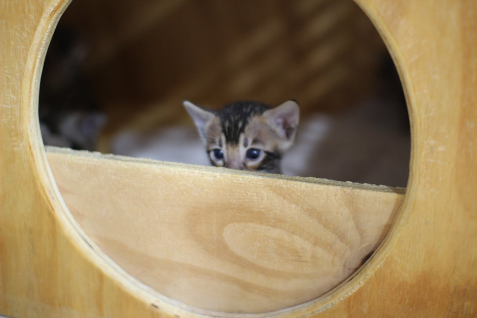 성격이 엄~~~청 나게 좋은 브라운 뱅갈고양이 남아예요~ 관련 이미지 1