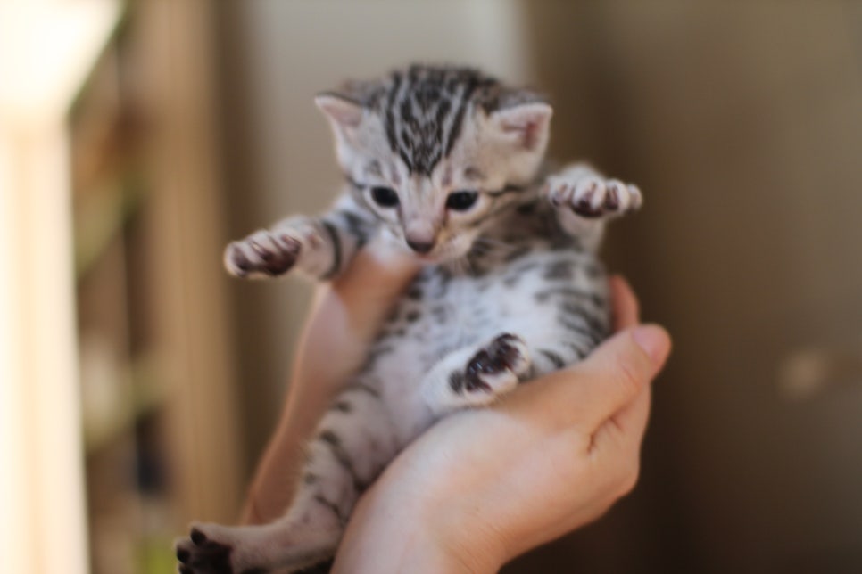 실버뱅갈고양이 여아 분양합니다~ 관련 이미지 2