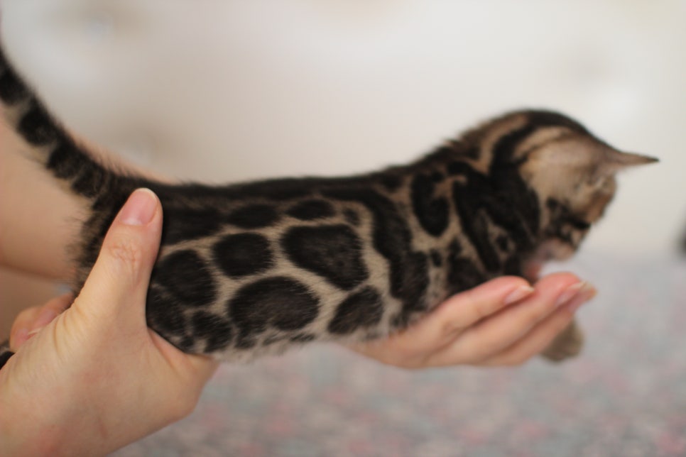 뱅갈고양이 분양중인 여아1 입니다~ 관련 이미지 5