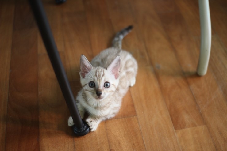 스노우 밍크 뱅갈고양이 남아예요~ 관련 이미지 1