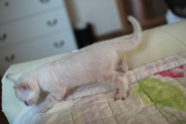 실링스 여아 입니다~ 관련 이미지 8