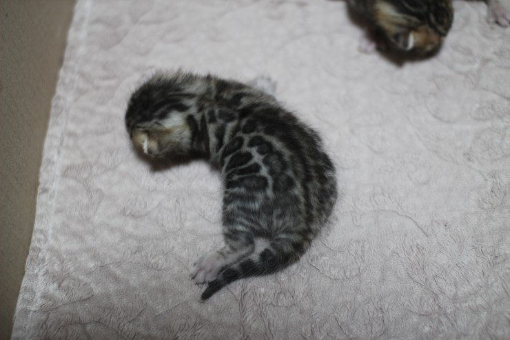 뱅갈고양이 자매 오늘 모습 입니다~ 관련 이미지 3