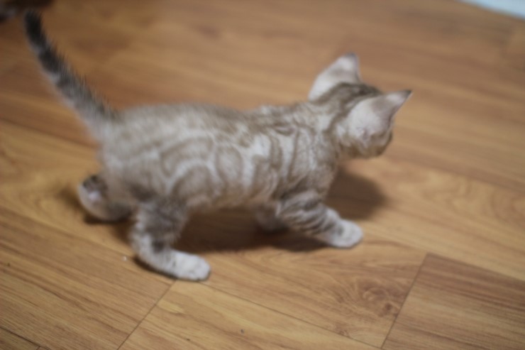 실밍크 스노우 뱅갈고양이 남아 꼬맹이예요 관련 이미지 3