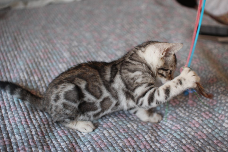 브라운,실버뱅갈고양이 여아 두아이 분양해요~ 관련 이미지 6