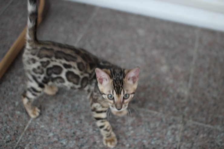 뱅갈고양이 남아 동글이 분양 합니다~ 관련 이미지 9