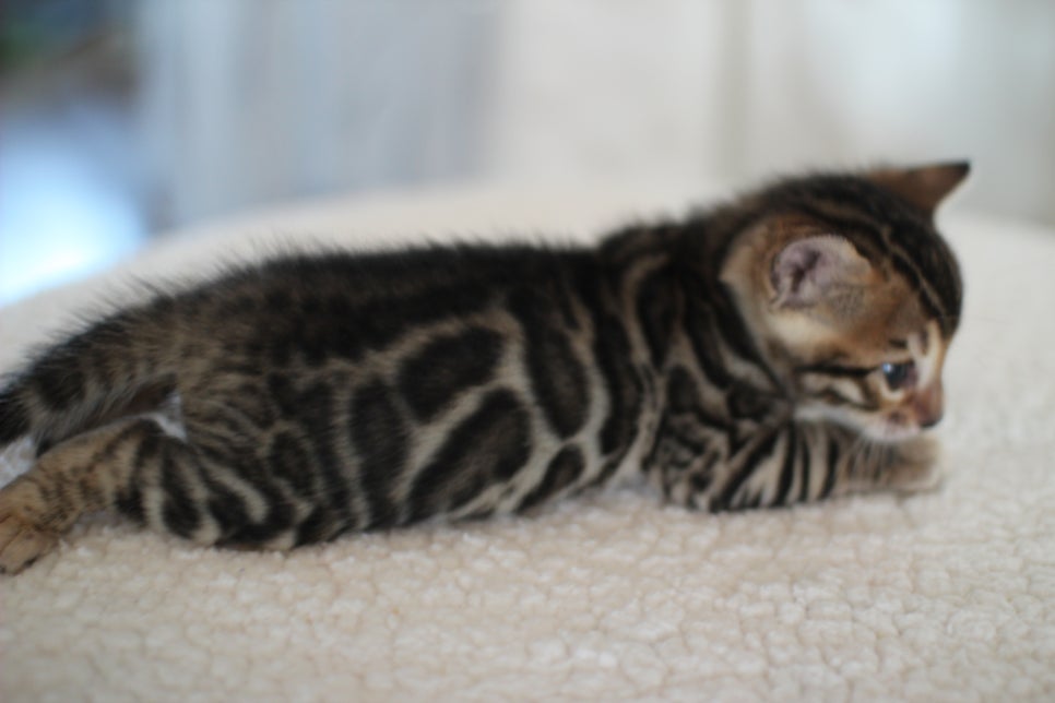 어메이징 브라운 뱅갈고양이 남아3~ 관련 이미지 3