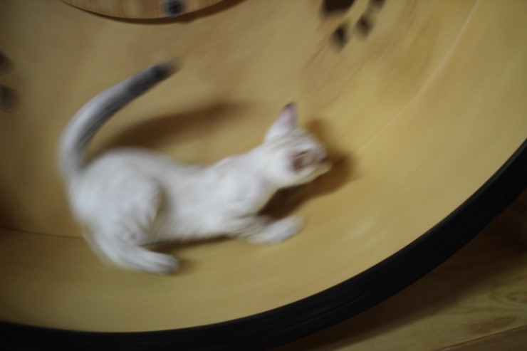 스노우뱅갈고양이 키퍼 여아들 캣휠 선수 됬어요~ 관련 이미지 1