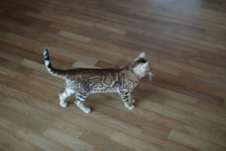 soyu stella 관련 이미지 5