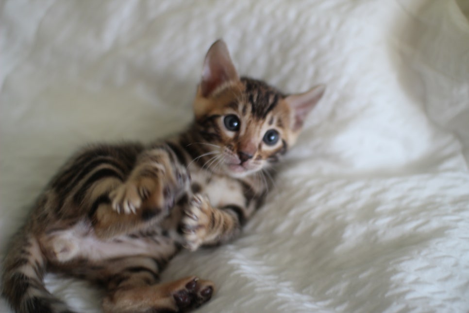 미남 뱅갈고양이에 애교발사~ 관련 이미지 9