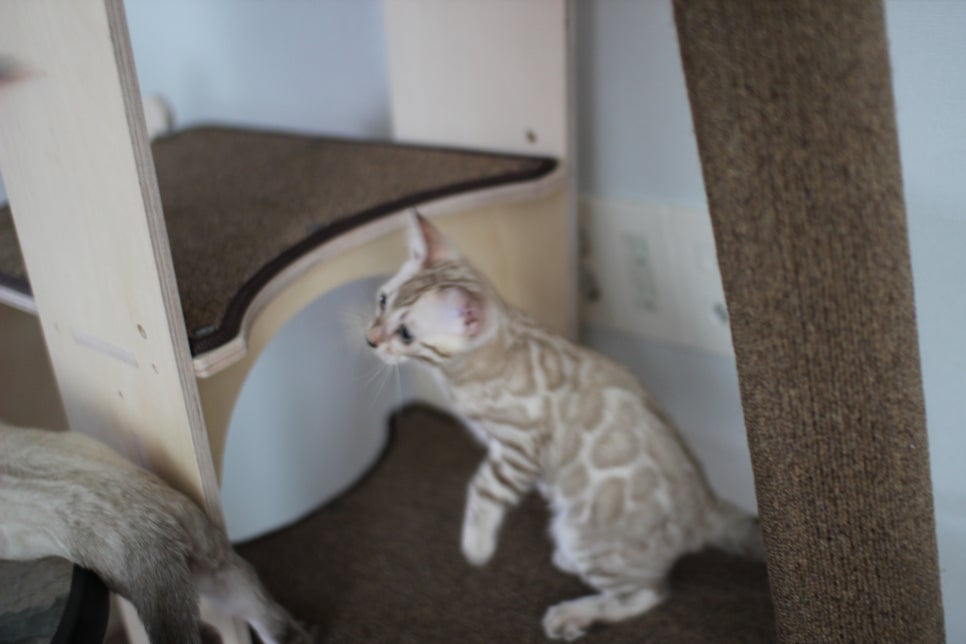 요정같이 생긴 실밍크뱅갈고양이 여아 분양해요~ 관련 이미지 16