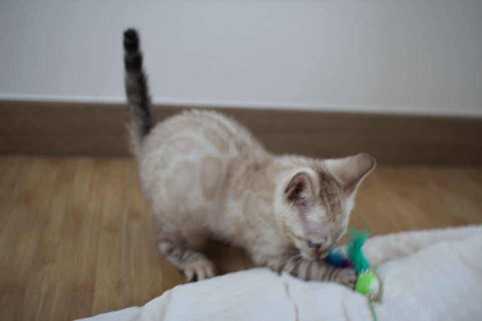 빅로젯 실밍크 뱅갈고양이 남아예요 관련 이미지 12