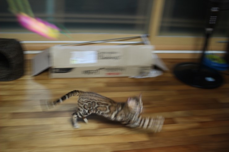 뱅갈고양이 아이들 신나게 노는 아이들~ 관련 이미지 18