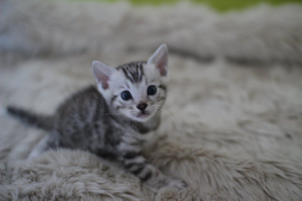 뱅갈고양이 분양 부티가 흘러요 흘러~ 관련 이미지 8