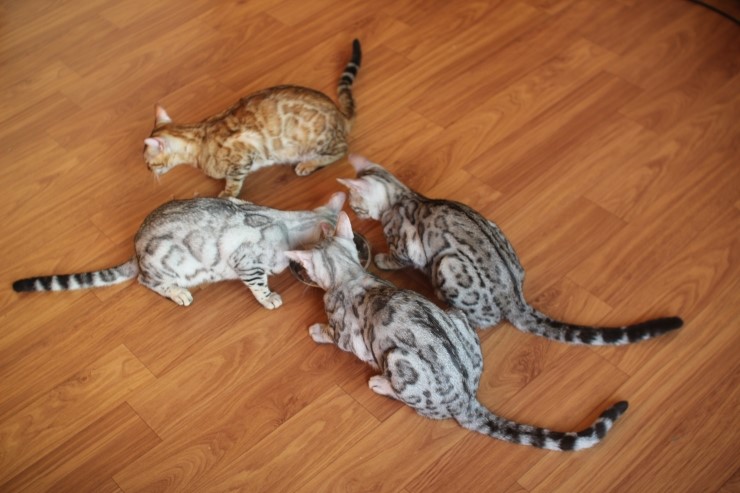 뱅갈고양이 꼬맹이들 생식이 좋아요~ 관련 이미지 14