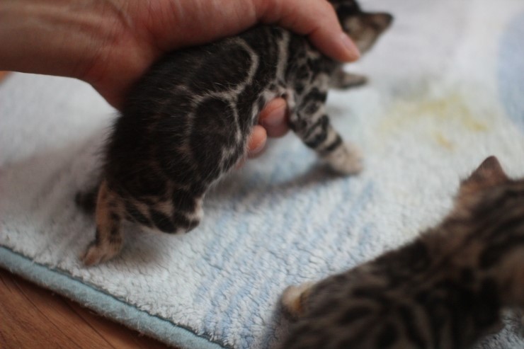 뱅갈고양이 4형제 오늘 모습~ 관련 이미지 6