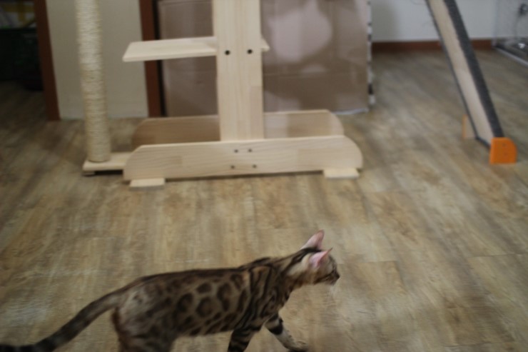 뱅갈고양이 미남 로한이와 아이들... 관련 이미지 3