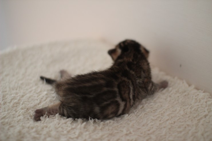 뱅갈고양이 꼬물이 남아예요~ 관련 이미지 5