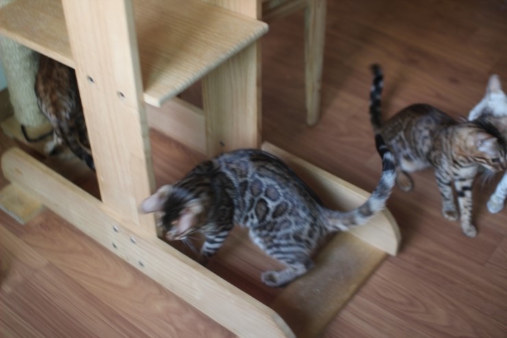 뱅갈고양이 큰방에 아이들 노는 모습~ 관련 이미지 3