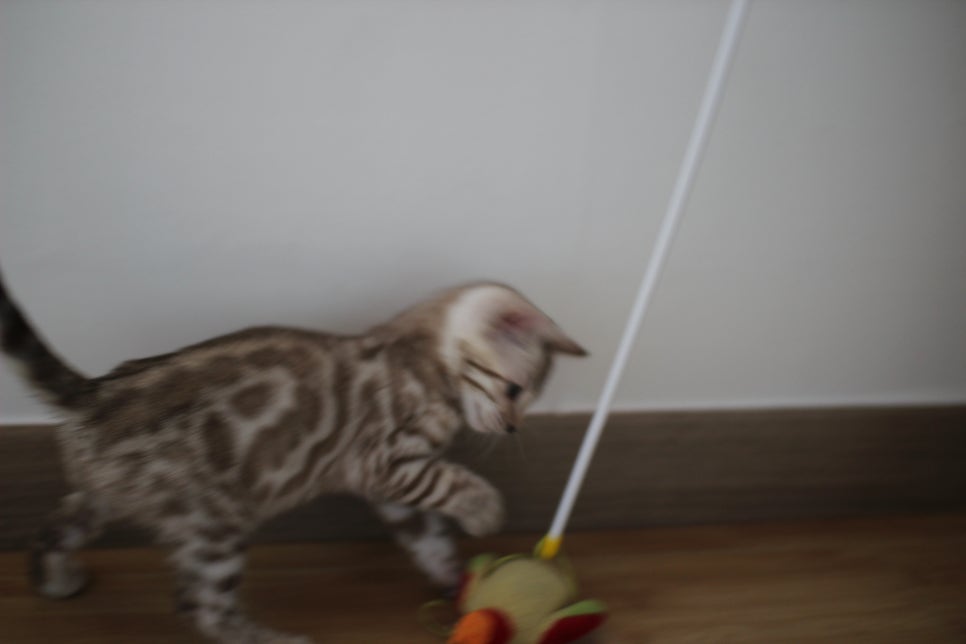 뱅갈고양이 개냥이 찾으시는 분들 보세요 관련 이미지 8