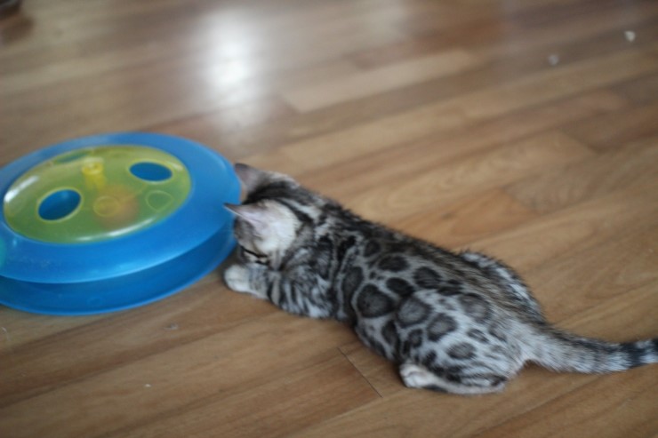 뱅갈고양이 남아 장난감이 이리도 좋을까??? 관련 이미지 7