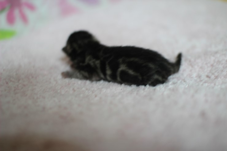 다크실버뱅갈고양이 꼬물이 여아~ 관련 이미지 1