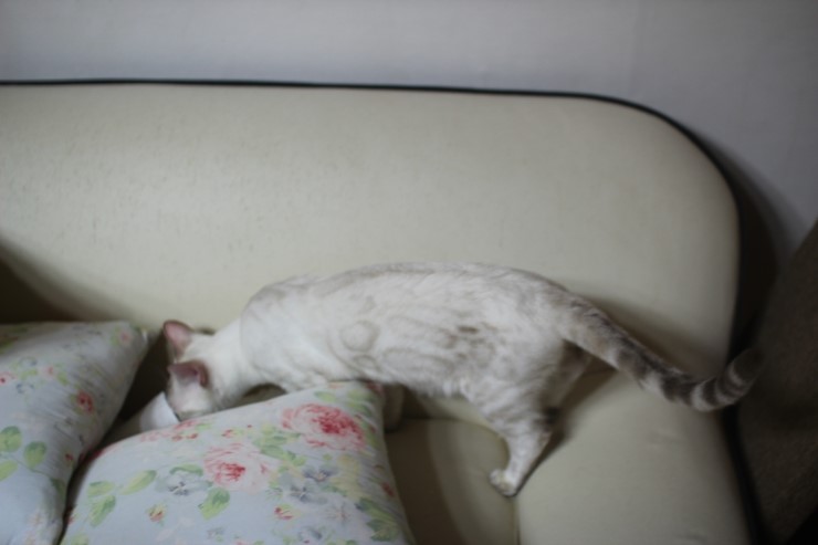 소유캐터리 키퍼 여아들 이쁘게 성장중~ 관련 이미지 2