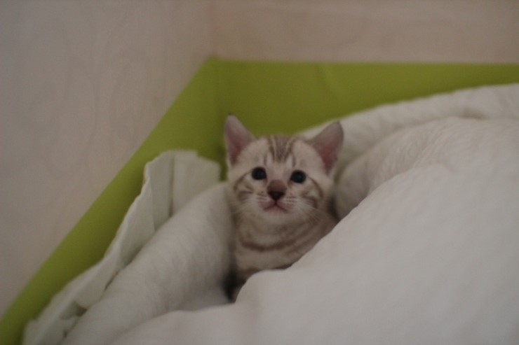 뱅갈고양이 분양 그냥 지나칠수 없을걸? 관련 이미지 29