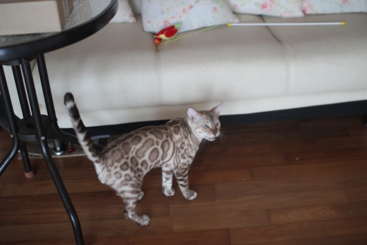 실밍크 뱅갈고양이 영웅이예요~ 관련 이미지 3