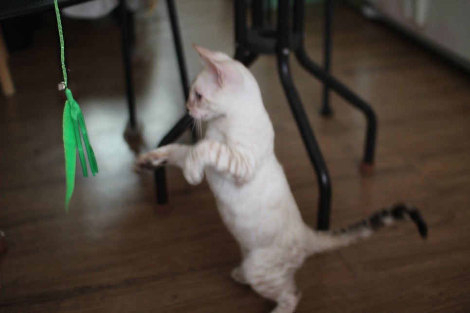 스노우뱅갈고양이 덩치 큰 남아에요~ 관련 이미지 16