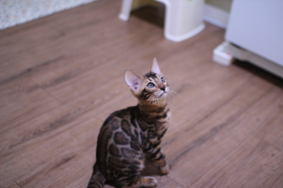 브라운 뱅갈고양이 개냥이 중에 개냥이 남아들 분양해요~ 관련 이미지 4