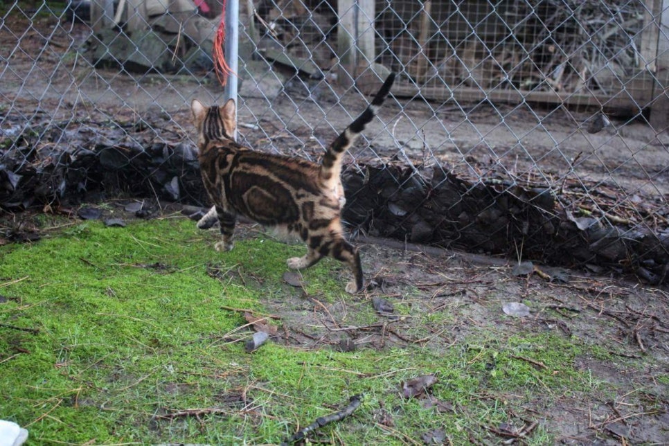 캐나다 야생 브라운 뱅갈고양이 ㅎㅎ~ 관련 이미지 6