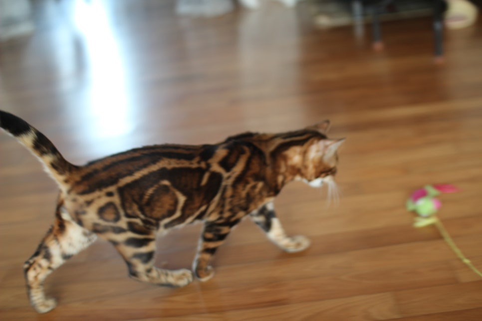 소유뱅갈캐터리 새로운 종묘가 될 남아 입니다~ 관련 이미지 8