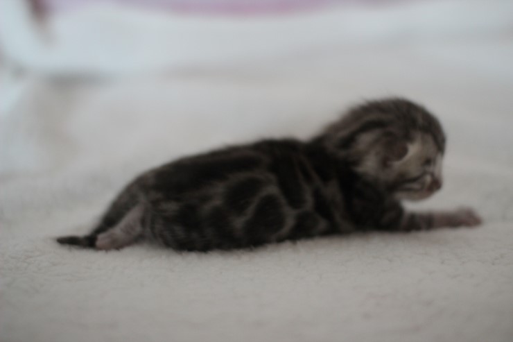 소유뱅갈고양이 캐터리 키튼들 입니다~ 관련 이미지 12