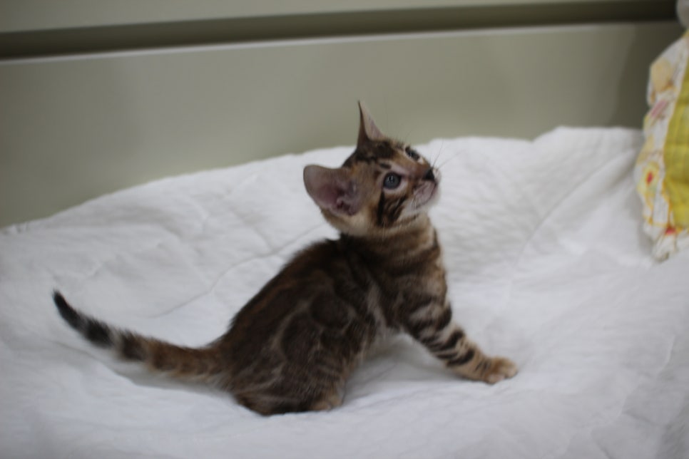 붉은빛 모색이 멋진 뱅갈고양이 남아4 분양해요~ 관련 이미지 13