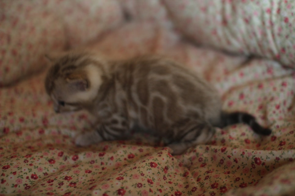 스노우뱅갈고양이 꼬맹이들은 사랑이죠! 관련 이미지 8