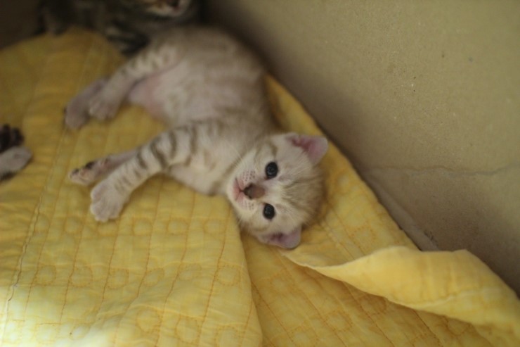 스노우 뱅갈고양이 밍크 키퍼 여아~ 관련 이미지 12