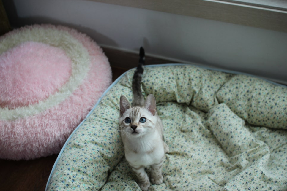 스노우뱅갈고양이 남아 분양해요~ 관련 이미지 2