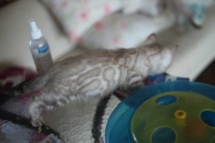 실밍크 클라우드 로젯 뱅갈고양이 남아예요~ 관련 이미지 2