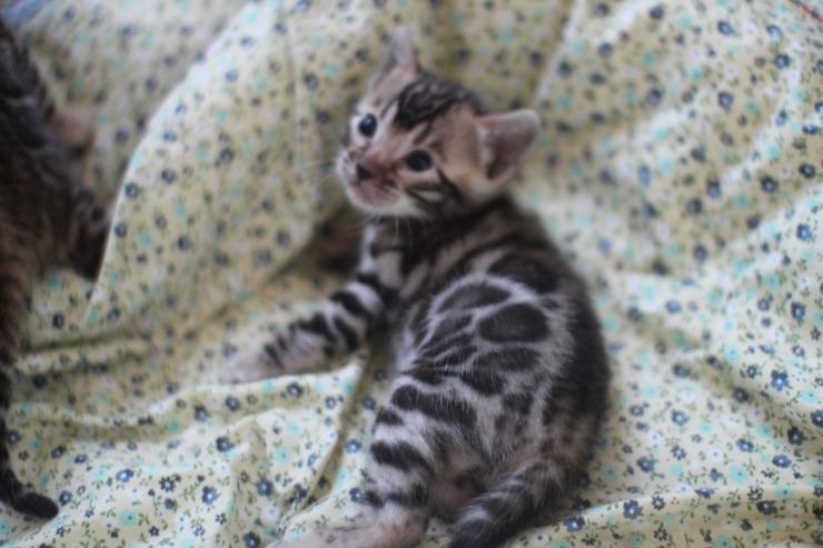 뱅갈고양이 꼬맹이들 많이 컸습니다^^ 관련 이미지 14
