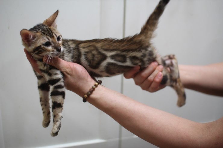 뱅갈고양이 예약된 여아들 입니다. 관련 이미지 3