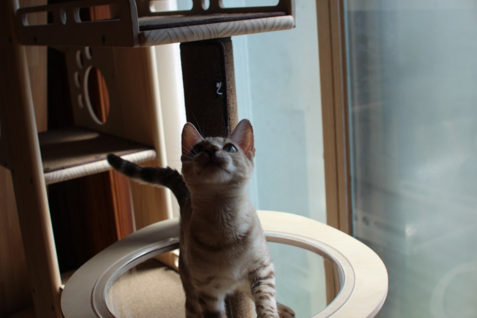 2층에서 생활하고 있는 스노우뱅갈고양이 주주~ 관련 이미지 7