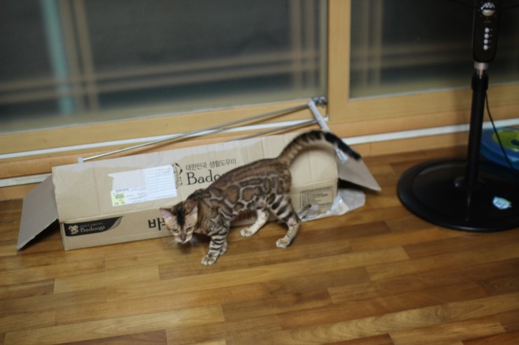 뱅갈고양이 아이들 신나게 노는 아이들~ 관련 이미지 2